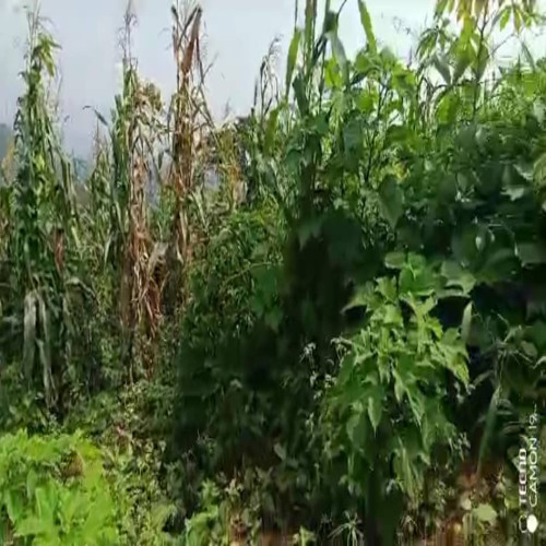 Terrain à vendre à Yaoundé, Fébé Village